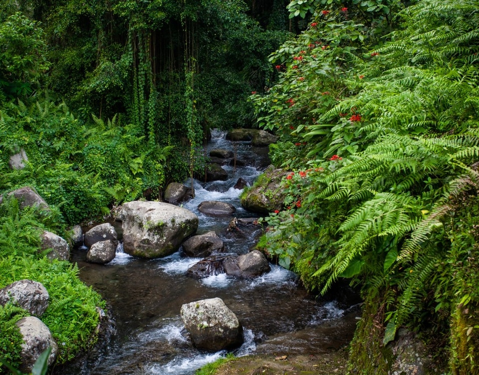Bali photo: img 8498 medium