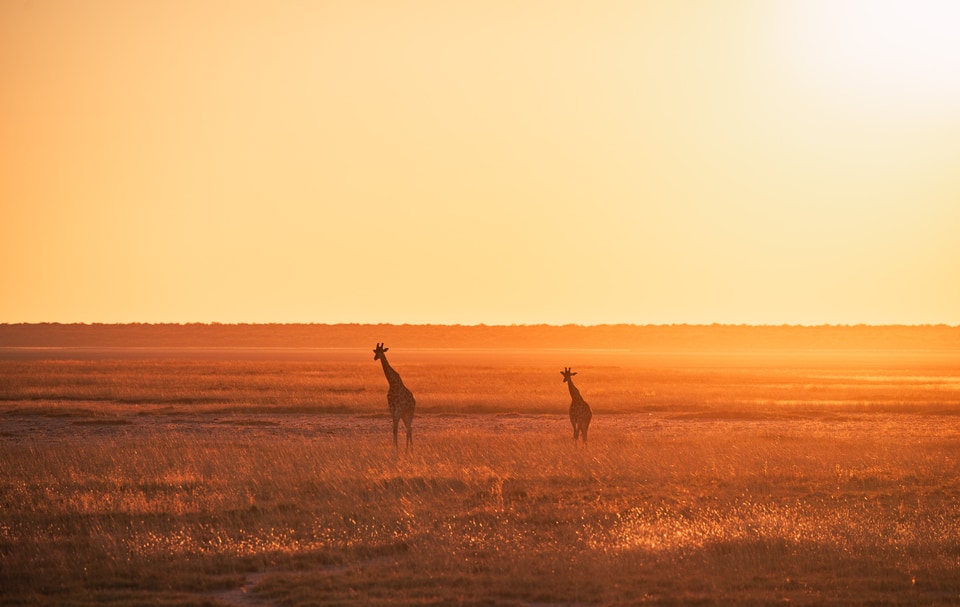 Namibia album cover